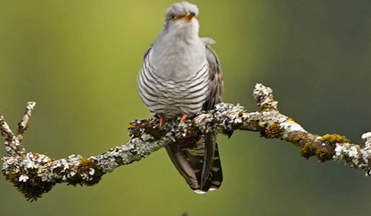 Hotel Rehbach-Vogelbeobachten-Tannheimertal-Kuckuck